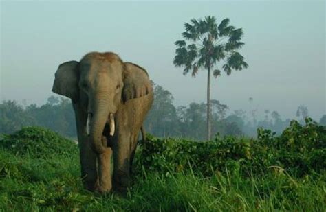 Asian Elephant - Characteristics, Habitat & Breeding - Endangered Species