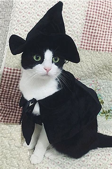 30 Pet Cat Halloween Costumes 2017 - Cute Ideas for Cat Costumes