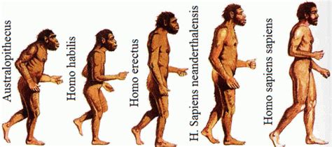 La Hominización es el proceso de evolución o transformaciones del ser ...