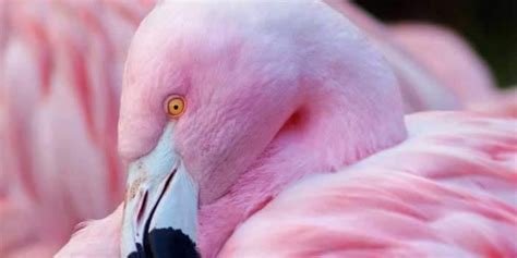 Why Are Flamingos Pink? It's All In The Diet