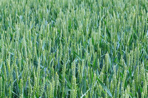 Green Wheat Field Free Stock Photo - Public Domain Pictures