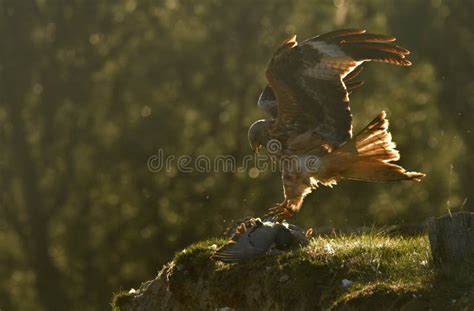 Red Kite Flying Against the Light Stock Photo - Image of eagle, field ...