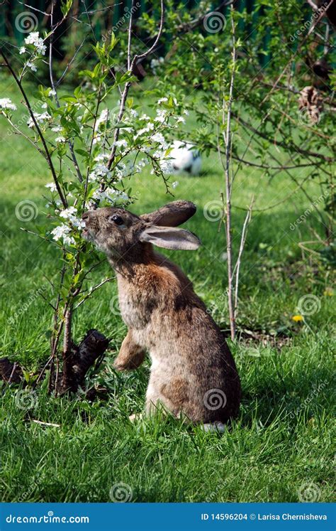 Rabbit Eating Flowers Cherry Stock Images - Image: 14596204