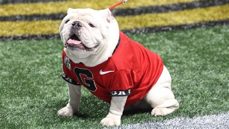 Where is Uga? Why Georgia's bulldog mascot didn't make trip to LA for ...