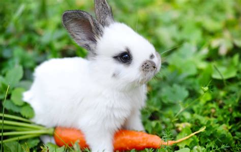 A baby rabbit is called a kitten (and other surprising animal names)