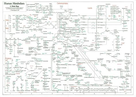 Juana Mª Madrid Marín #CIENCIACIERTA: MAPA DEL METABOLISMO CELULAR