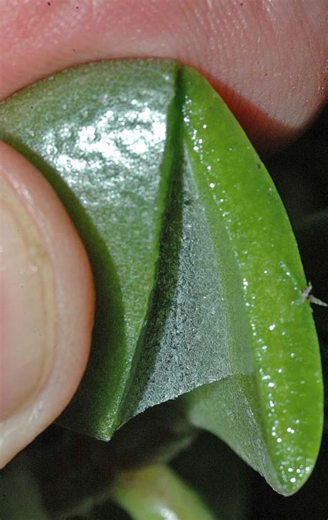 Beyond the Human Eye: Plant Cuticles