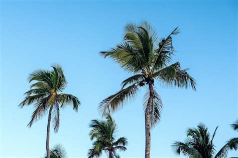 Premium Photo | Palm trees and sky