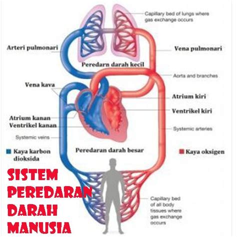 Gambar Peredaran Darah Besar Pada Manusia – mosi