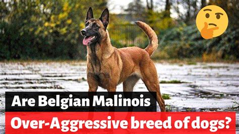 Are Belgian Malinois an aggressive breed of dogs? Aggressiveness in ...