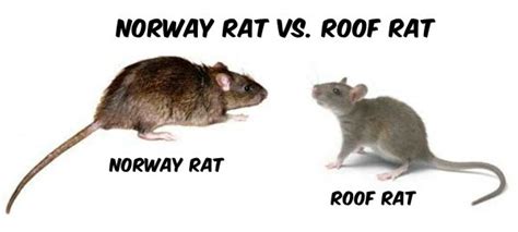 Roof-Rat-vs-Norway-Rat copy - Stop Bugging Me Pest Control