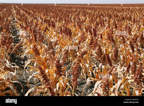 Sorghum crop hi-res stock photography and images - Alamy