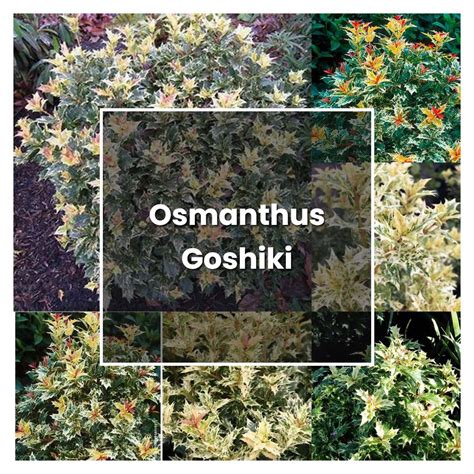 How to Grow Osmanthus Goshiki - Plant Care & Tips | NorwichGardener