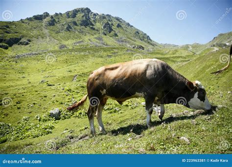Taurus, Plateau Animals and Animals, Organic Stock Image - Image of grazing, mountains: 223963381