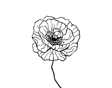 Poppy flower coloring page - Coloringcrew.com