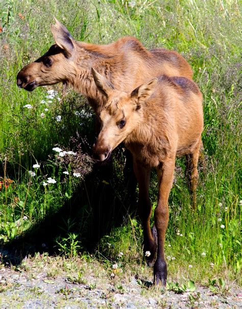 Experience - Viewing Baby Moose | Guide for Alaska's Disappearing Tourists