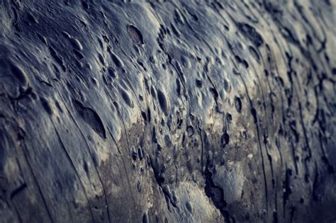 whale skin texture - Google Search Handprint Calendar, Beer Store, Gray Whale, Sperm Whale ...