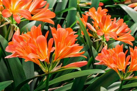 Fire Lily: Indoor Plant Care & Growing Guide