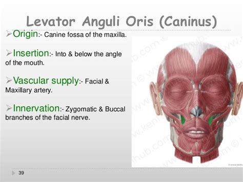 levator anguli oris function - Captions Quotes