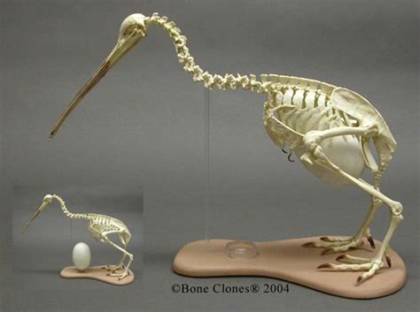 Articulated Kiwi Skeleton and Egg SC-165-A | Animal skeletons, Bones ...