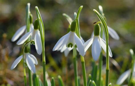 Wallpaper flower, garden, spring, snowdrop images for desktop, section природа - download