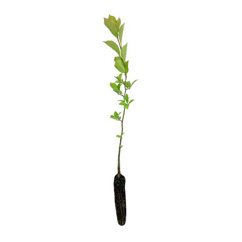 Black Tupelo | Small Tree Seedling – SequoiaTrees.com