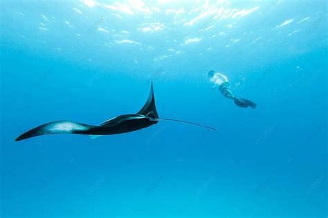 Giant Manta Ray And Free Diver Snorkeling Adventure Photo Background ...