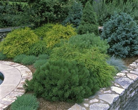 Here Are the Best Evergreens for Adding Year-Round Beauty to Your Backyard