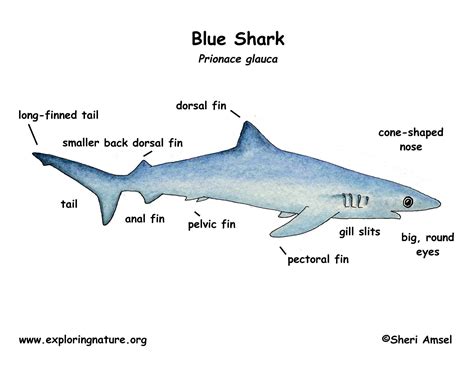 Blue Shark Drawing