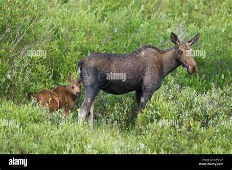 Moose baby hi-res stock photography and images - Alamy