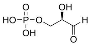 Glyceraldehyde 3 phosphate - Alchetron, the free social encyclopedia