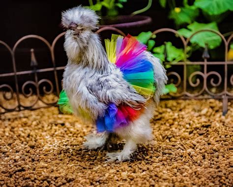 Rainbow Chicken Tutu Chicken Outfit Crazy Chicken Lady - Etsy Hong Kong