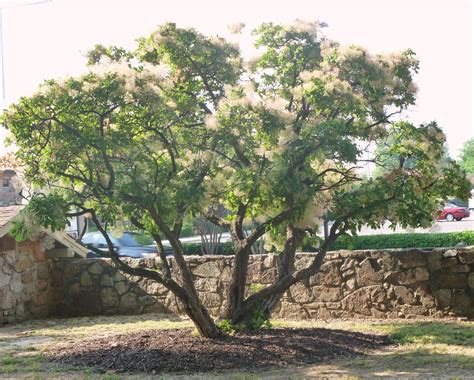 Garden Musings from Memphis Area Master Gardeners: Common Smoketree