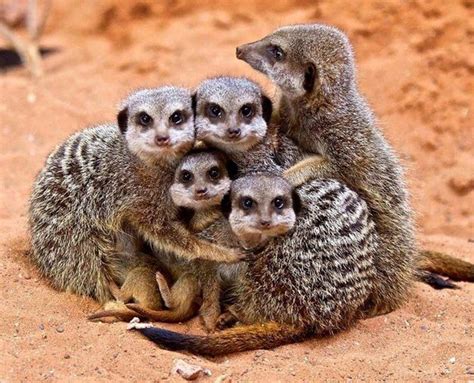 meerkat family | Animales bonitos, Animales bebés, Vídeos de animales ...