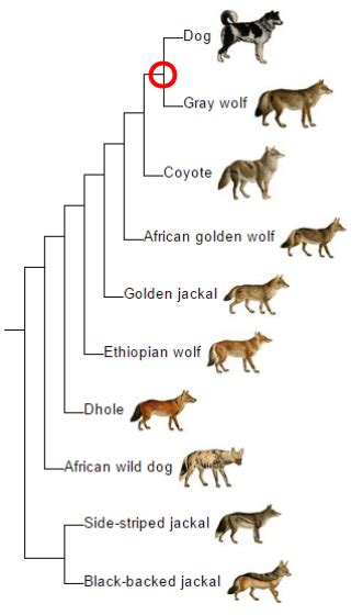 Artificial Selection and the Evolution of Domestic Dogs – BiteScis