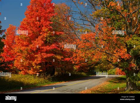 Red Maple trees on Heart Lake Road Caledon Ontario Canada in the Fall Stock Photo, Royalty Free ...