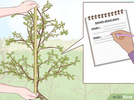 3 Ways to Make a Herbarium - wikiHow