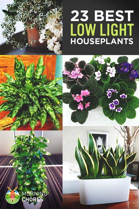 23 Low-Light Houseplants That Are Easy to Maintain and (Nearly ...