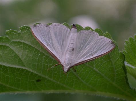 lepidoptera_crambidae_Stemorrhages_costata – Riverside Nature Center