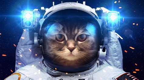 #cat #funny #spacesuit #space #light #4K #wallpaper #hdwallpaper #desktop | Astronaut cat, Space ...