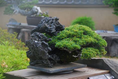 Creating Bonsai On Rock: A Step-by-Step Guide