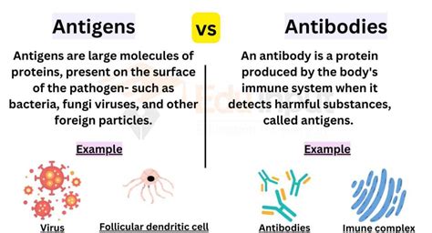 Differences Between Antigens And Antibodies