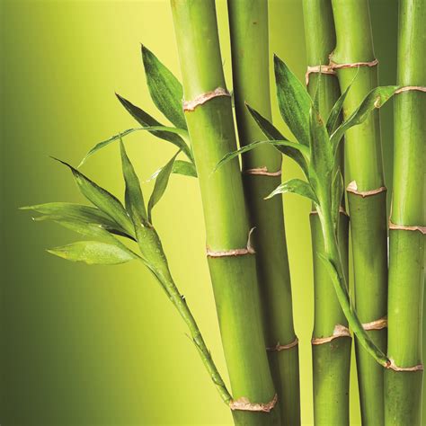 Free photo: Bamboo - Free Download - Jooinn