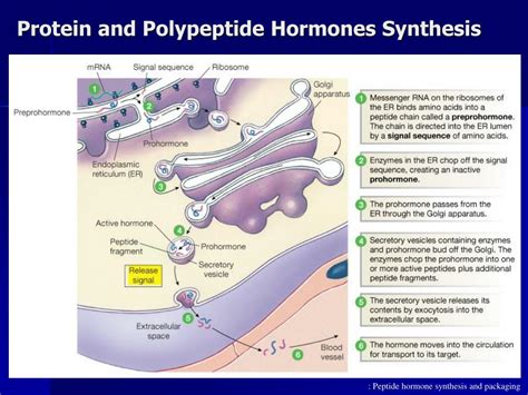 PPT - HORMONE SYNTHESIS, RELEASE AND TRANSPORT PowerPoint Presentation - ID:5733351