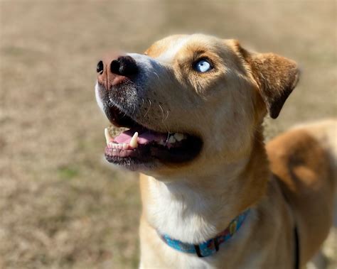 Dog for adoption - Eli, an Akita Mix in Ridgeland, SC | Petfinder