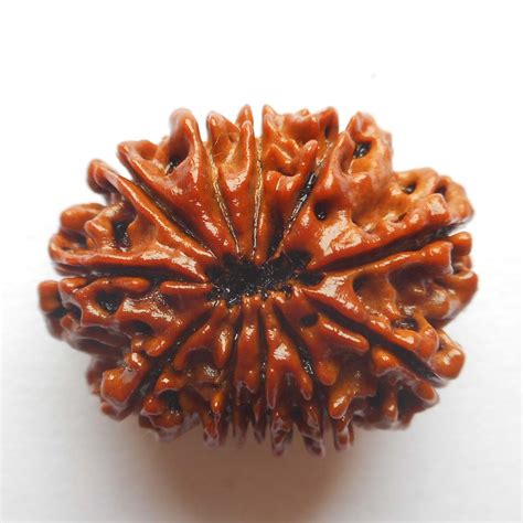 Getting Familiar With Different Types Of Powerful And Sacred Rudraksha Bead