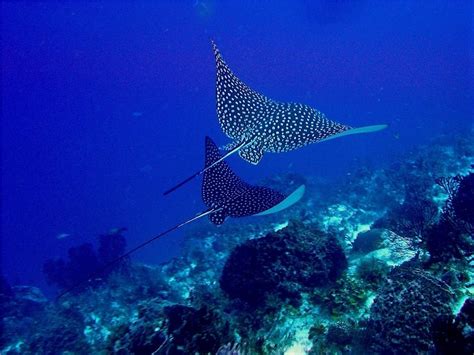 Spotted Eagle Ray Facts