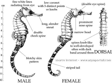 Seahorse Anatomy Diagram