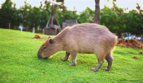 Capybara Meat