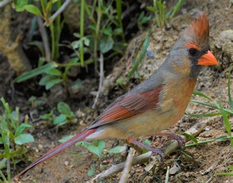 Northern Cardinal: Description, Habitat, & Fun Facts